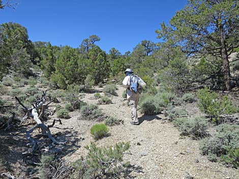 Rocky Gorge Loop Trail