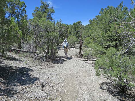 Rocky Gorge Loop Trail