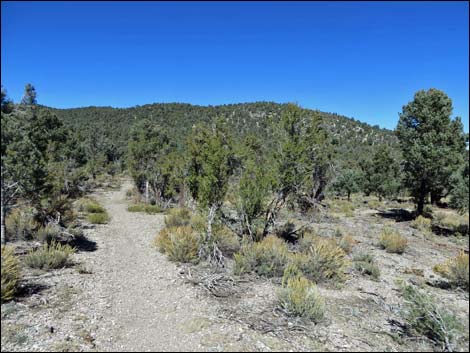 Sawmill Loop Trail