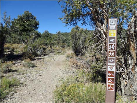 Sawmill Loop Trail