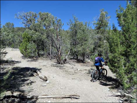 Sawmill Loop Trail