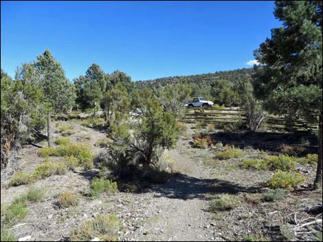 Sawmill Loop Trail