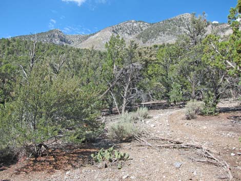 Lower Telephone Canyon Trail