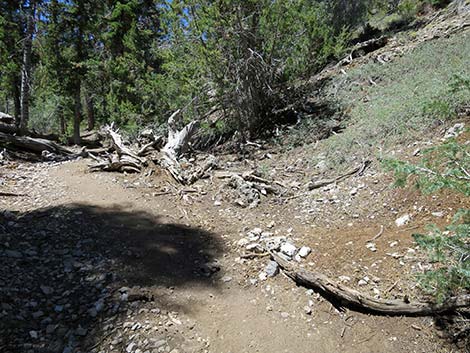 Wildhorse Loop Trail