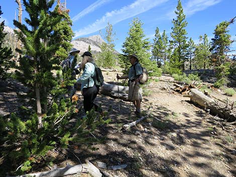 Wildhorse Loop Trail