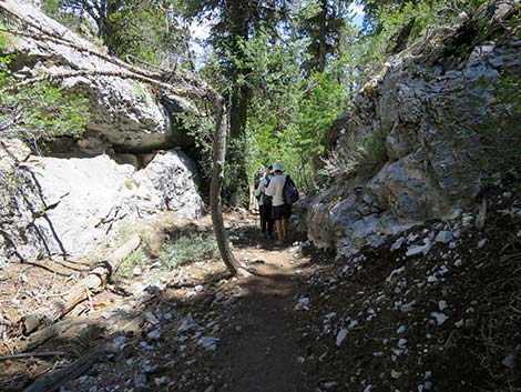 Wildhorse Loop Trail