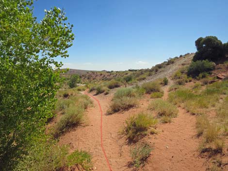 ash spring