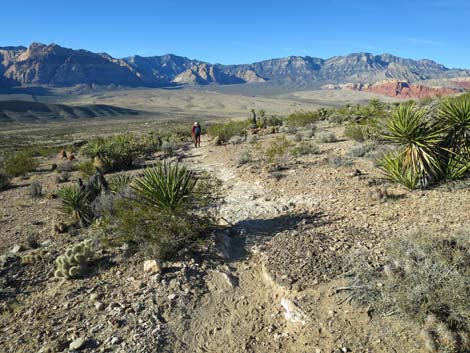 Cat-N-Hat Trail