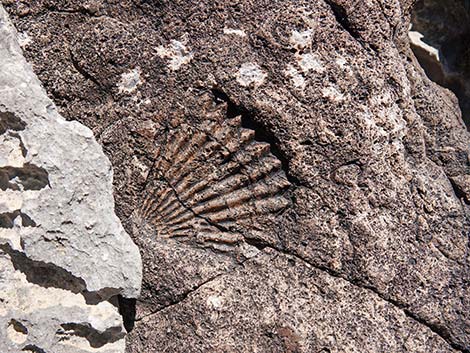 Fossil Canyon Loop