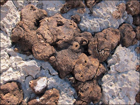 Blue Diamond Hill Fossils