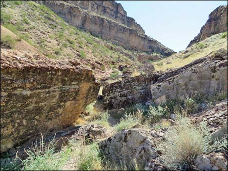 Blue Diamond Hill Fossils