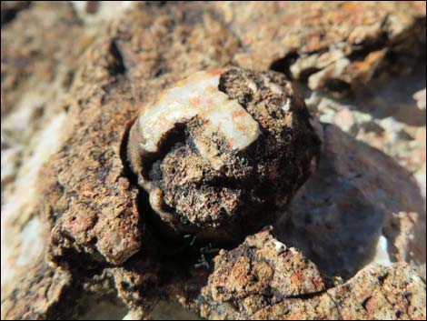 Blue Diamond Hill Fossils