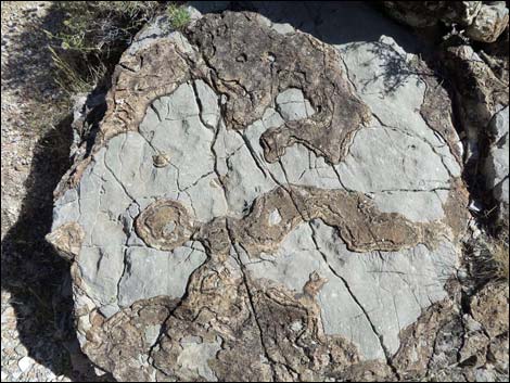 Blue Diamond Hill Fossils