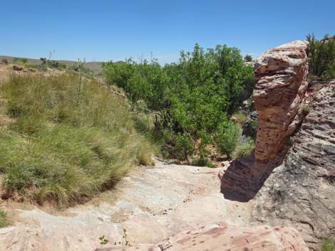 Calico Basin Trail