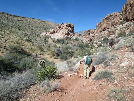 Calico Hills Loop Trail