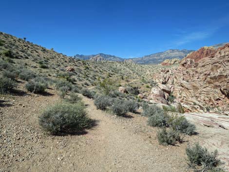 Calico Hills Loop Trail