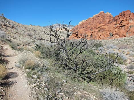 Grand Circle Loop Trail