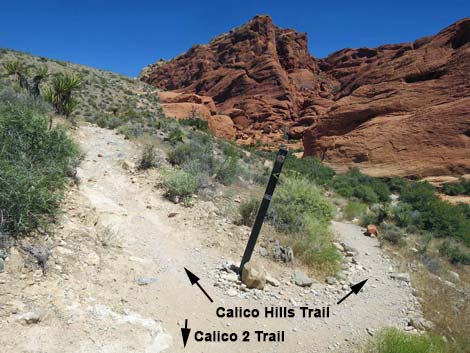 Calico Hills Loop Trail