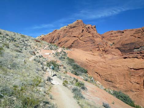 Calico Hills Loop Trail