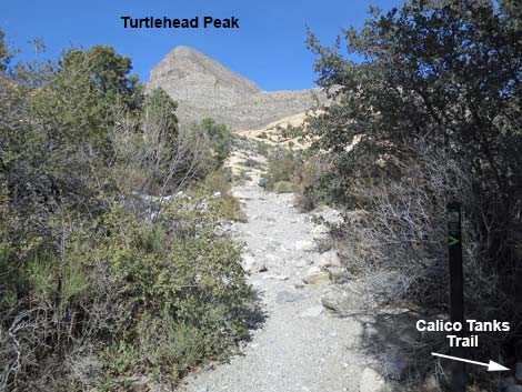 Calico Hills Loop Trail