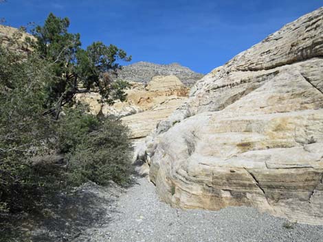 Calico Hills Loop Trail