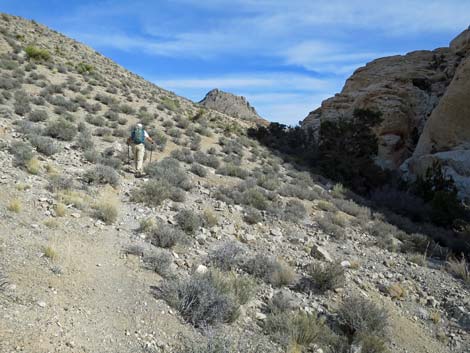 Calico Hills Loop Trail