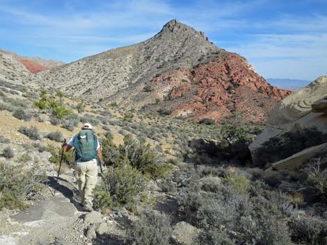 Calico Hills Loop Trail