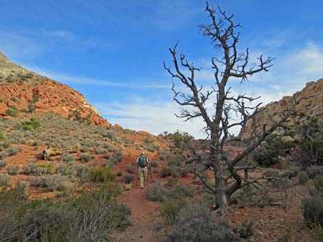 Calico Hills Loop Trail