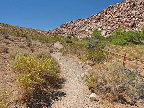 Calico Basin Overlook Trail