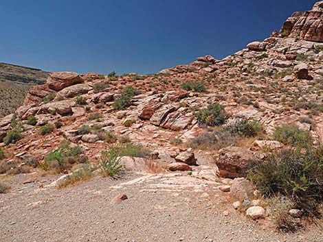 Calico Basin Overlook Trail