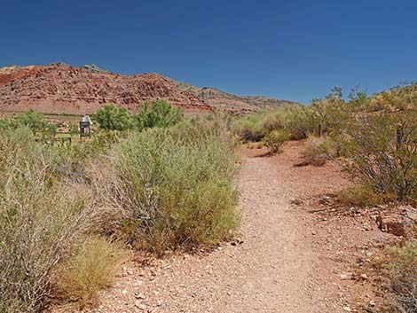 Calico Basin Overlook Trail