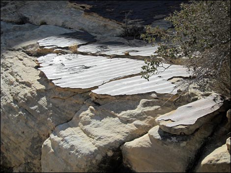 Calico Tanks