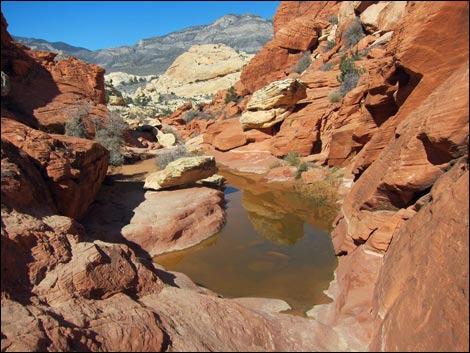 Calico Tanks