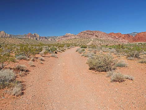 Calico Wash Trail