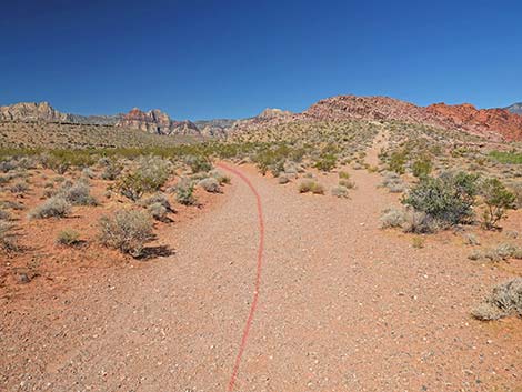 Calico Wash Trail