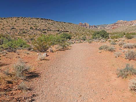 Calico Wash Trail