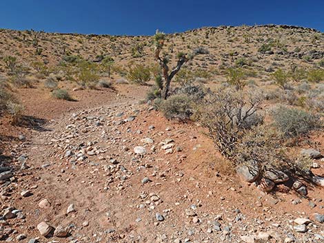 Calico Wash Trail