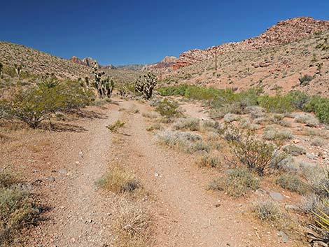 Calico Wash Trail