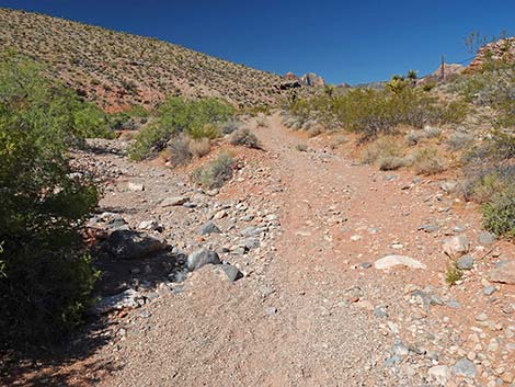 Calico Wash Trail