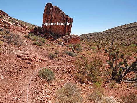 Calico Wash Trail