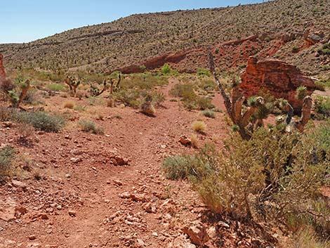 Calico Wash Trail