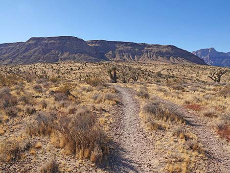 Fire Station Hill Trail