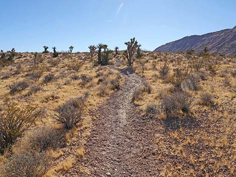 Fire Station Hill Trail