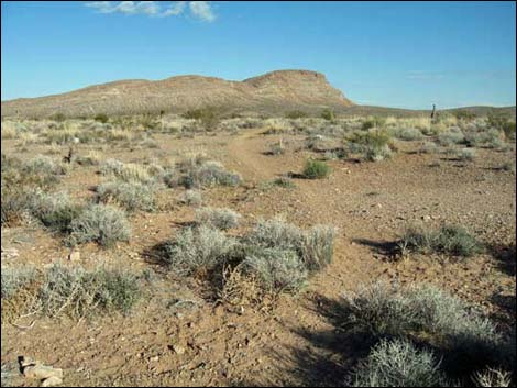 Campground Flats Loop Trail