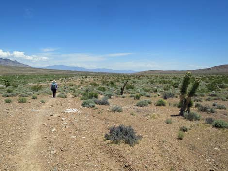 Campground Wash Trail