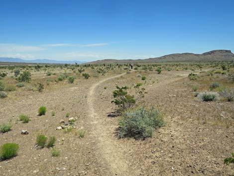 Campground Wash Trail