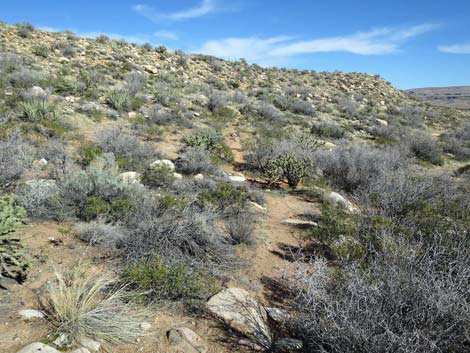 Escarpment Trail