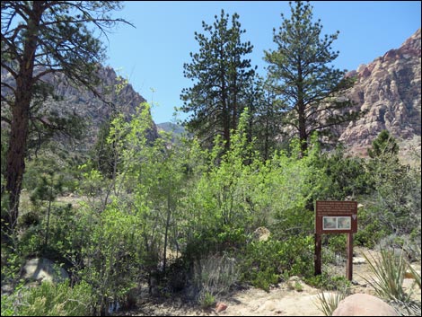 Fire Ecology Trail