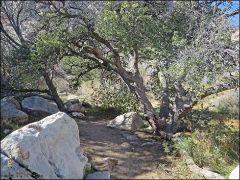 First Creek Canyon