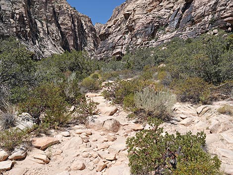 Ice Box Canyon